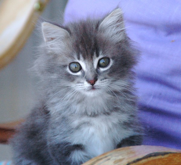 To think my cat is a vision of loveliness?