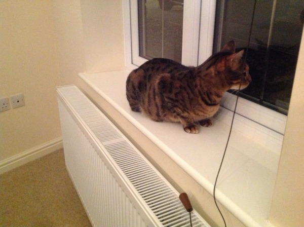 Cat photo thread of a different nature - come & play Catspotters!
