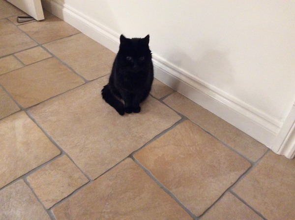 Cat photo thread of a different nature - come & play Catspotters!