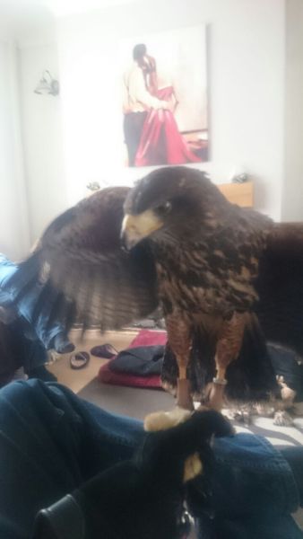 The 37th Just Shaggers are on their way! Watch out for accidental erections and bruising injections, polish your perfect ovaries, we're climbing a mountain and digging deeply to get our BFPs!