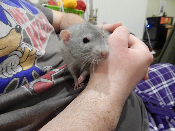 conceptual hamster questions