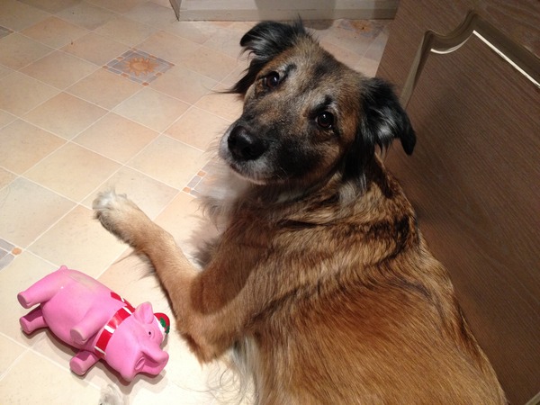 *Looking for a pet sitter Gillingham N.Dorset*