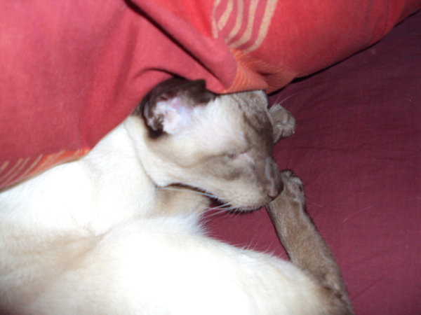 Cat photo thread of a different nature - come & play Catspotters!