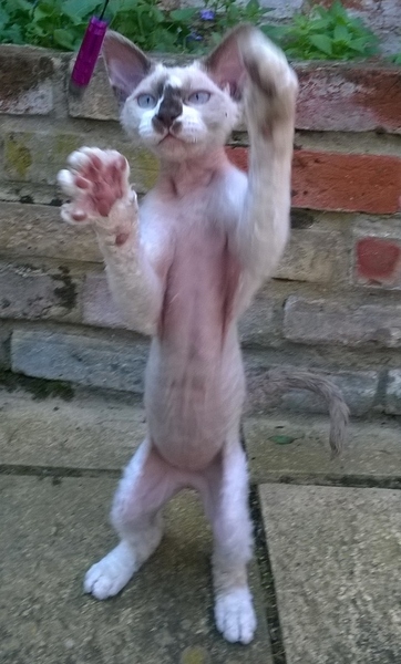 kittens - what are they like to live with