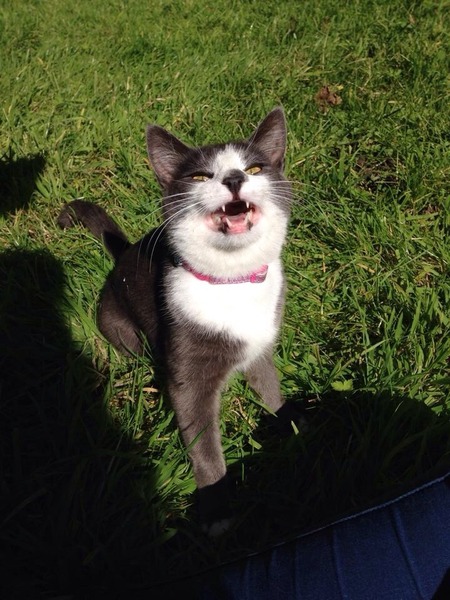 To think my cat is a vision of loveliness?