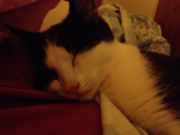 To think my cat is a vision of loveliness?