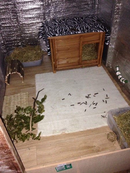 Fox-proofing the rabbit shed