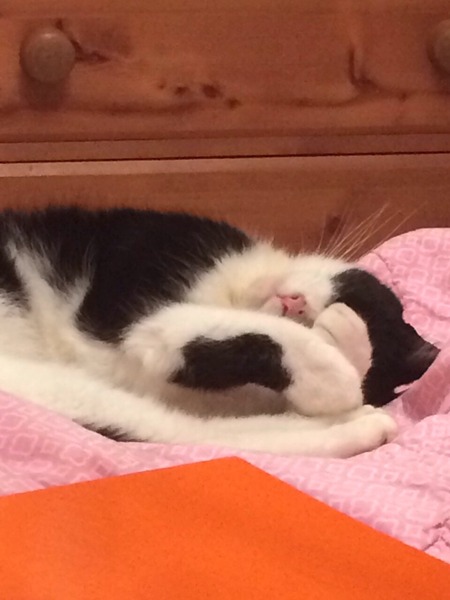 When do you stop looking for a lost cat?