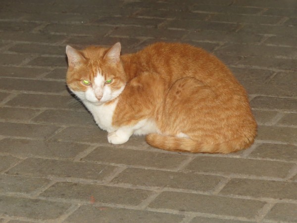 Cat photo thread of a different nature - come & play Catspotters!