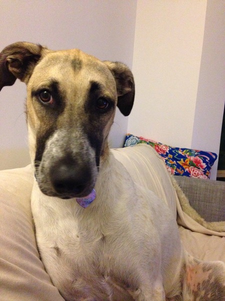 What breed do you think my dog is?
