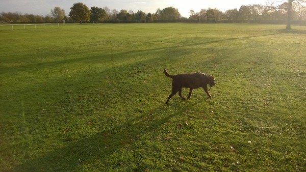 Labrador advise re weight