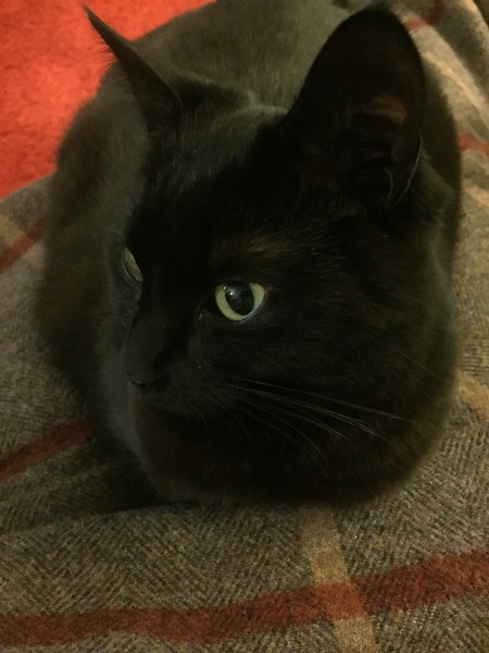 Grab your Ganeshas and collect your cats: The Elderberry Pavlovas in the Quest for the New Year clusterdiff (thread 25)