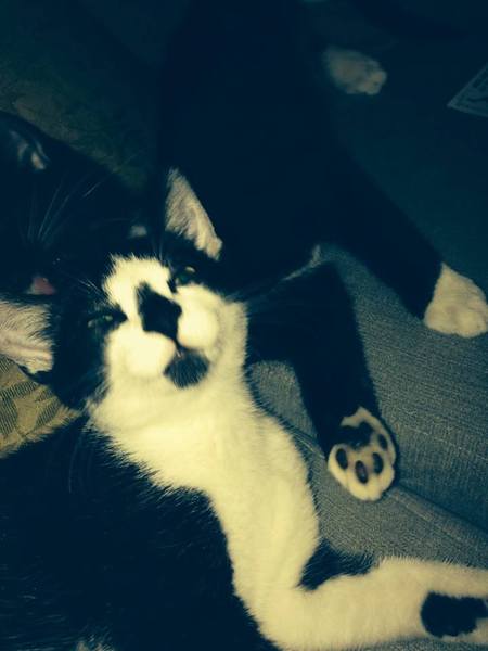 To not care that my cat craps in neighbours gardens
