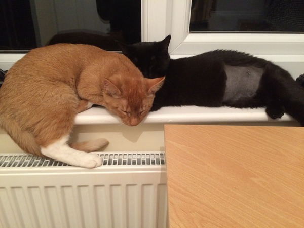 Kittens getting neutered tomorrow :/