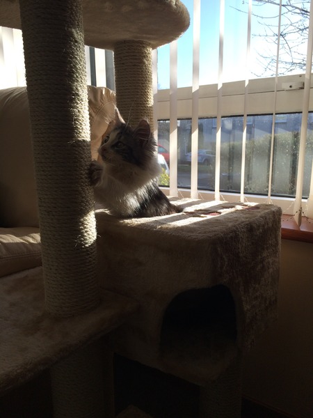 Just brought home new kitten!!