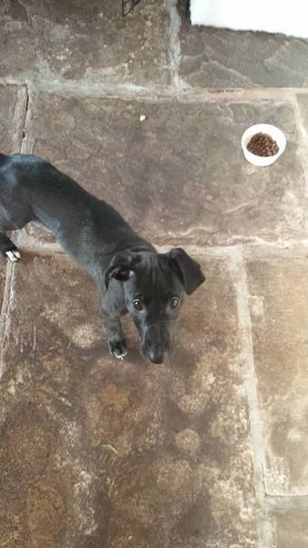 Help - a Lovely but heavily pregnant Lurcher turned up at my door today