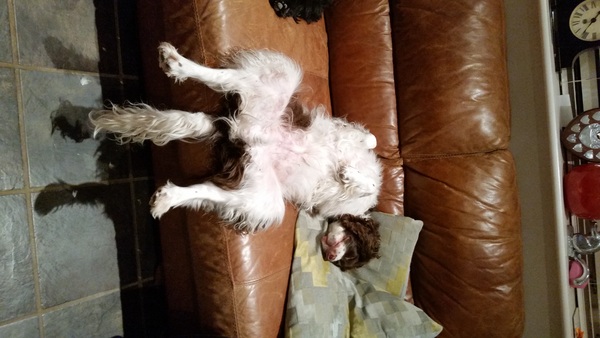 It must be great to be one of my dogs!
