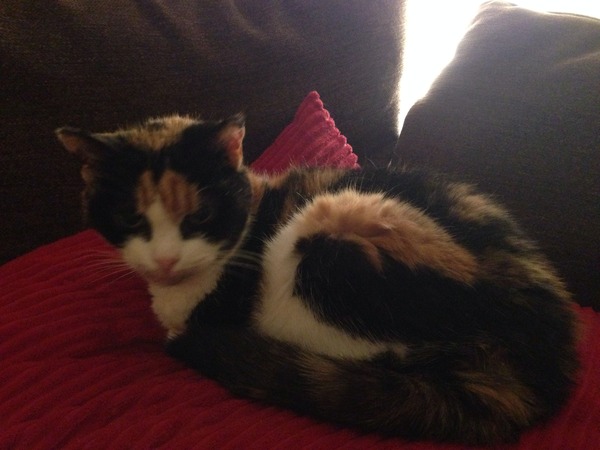 Cat has mouth cancer. Am sad.