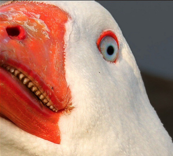 To think swans have no business having teeth?