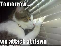 To not care that my cat craps in neighbours gardens