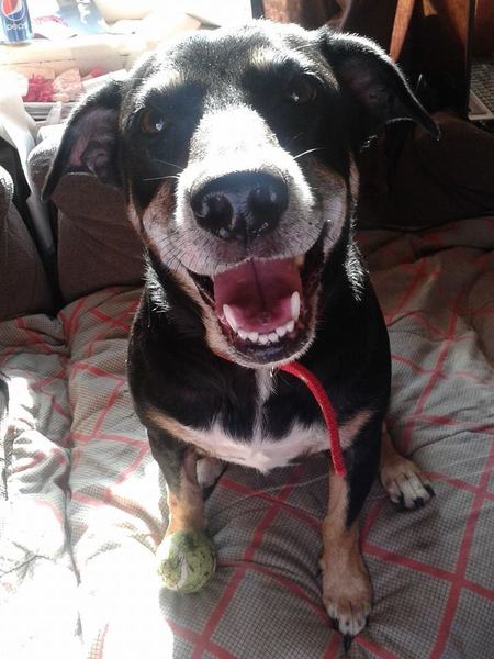 Missing Dog