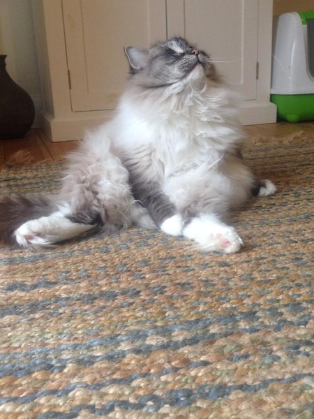 To think my cat is a vision of loveliness?