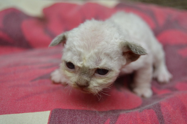 Cats with the Himalayan Gene