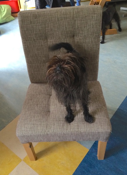 Why do dogs like sleeping on the sofa?