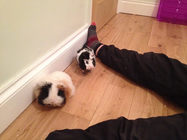 How much veg for Guinea Pigs