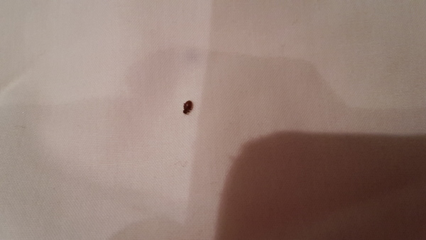 to settle an argument - flea or carpet beatle