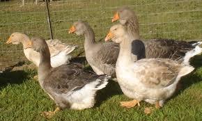 To think swans have no business having teeth?