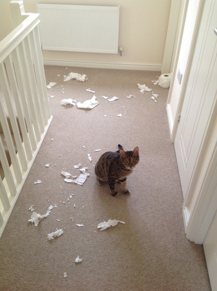 Why do my cats play fight in front of me?