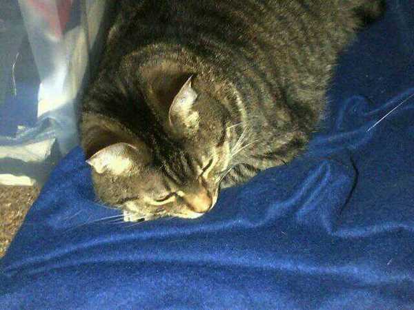 asking if anyone else has a demanding cat?