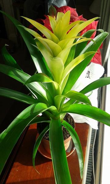 to ask what plant is this?