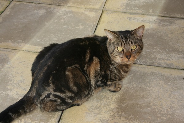 Lost cat in Tadworth, Surrey area