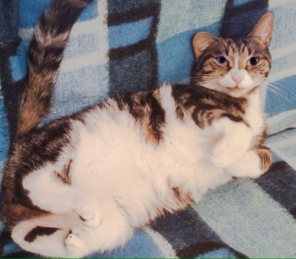 When do you stop looking for a lost cat?