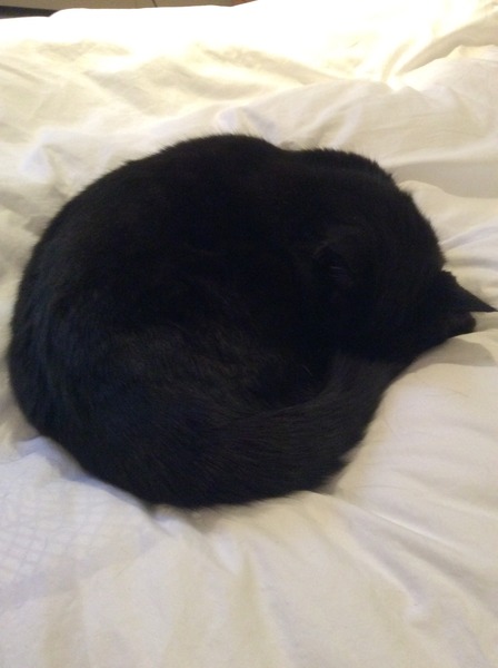 Cat photo thread of a different nature - come & play Catspotters!