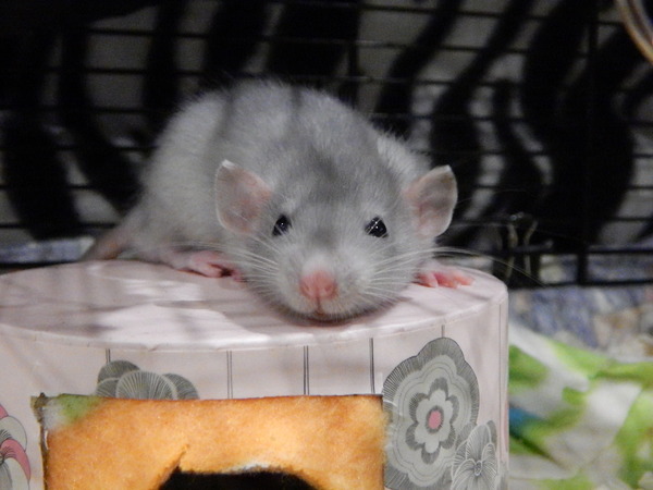 conceptual hamster questions