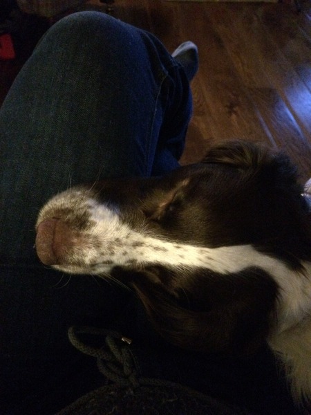 Limping Springer