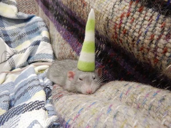 To feel ashamed that we had a rat living in the piano