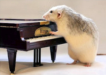 To feel ashamed that we had a rat living in the piano