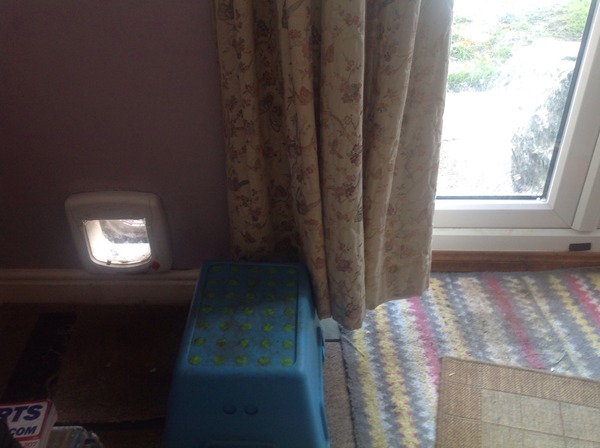 AIBU to consider a catflap in an upstairs window?