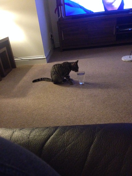 What kind of things do you do to pamper your cat?