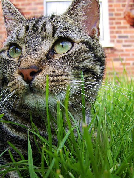 To think my cat is a vision of loveliness?
