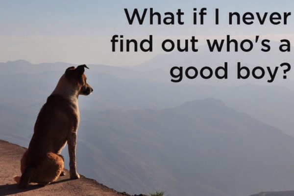 What must dogs make of us?