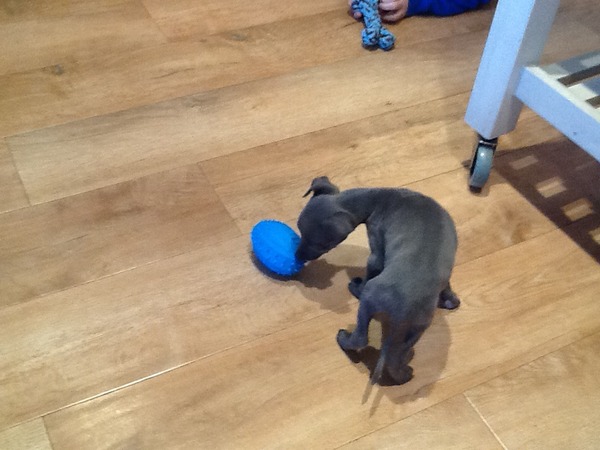 All whippet pup experts...what food?