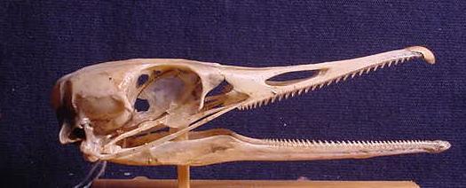 To think swans have no business having teeth?