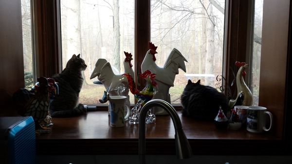 What kind of things do you do to pamper your cat?