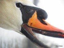 To think swans have no business having teeth?