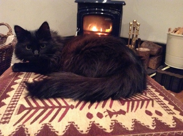 Cat photo thread of a different nature - come & play Catspotters!
